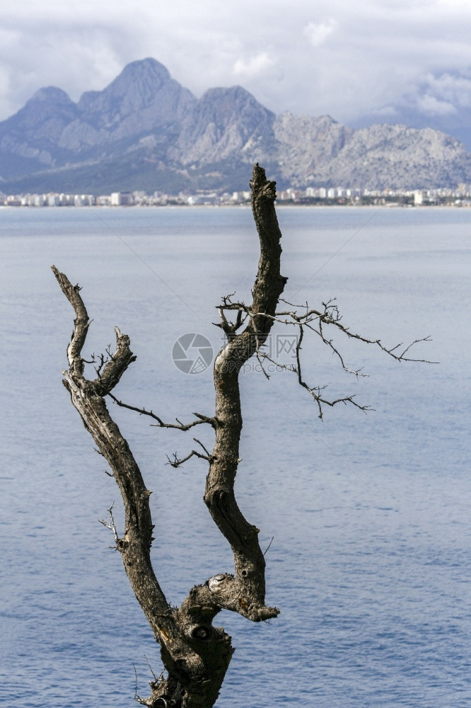 黑色的安塔利亚一棵干枯树后面的山脉和海景墙纸岸线图片