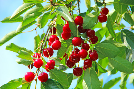 开胃成熟的樱桃挂在树枝上红色的樱桃浆果在阳光明媚的下挂在树上庄稼夏天图片