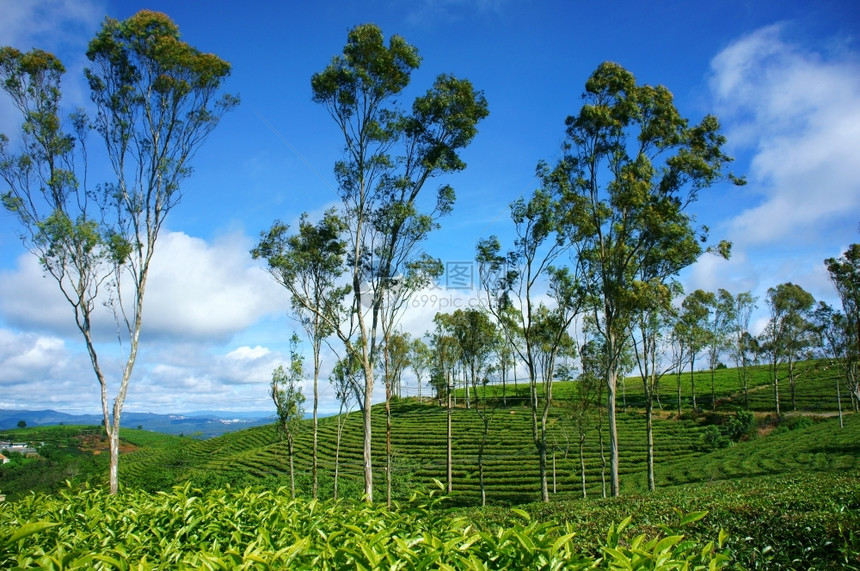 曹风日美丽的自然景观广阔的绿色茶园农场上的树群越南春天旅游的好CauDat有许多大叻茶山精彩的考图片