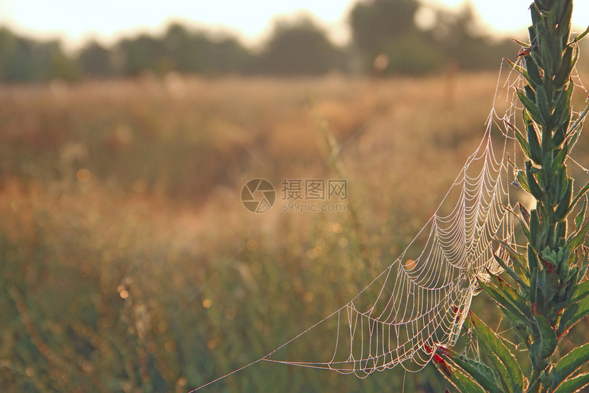 场地草原植物夏日黎明时在田野的刀片之间有大蜘蛛网在夏日亮光阳下在夏日露天清晨月露天阳光照射之下在夏日风景中草地上露出一小滴水在黎图片