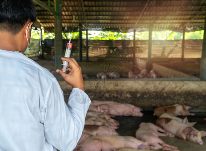 给农产家畜猪注射疫苗的兽医图片