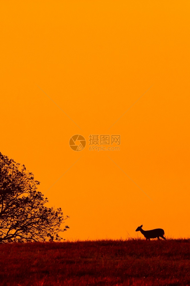 乔牛肝菌冬天在泰国PhuKhieo野生动物保护区背景的黄昏阴阳天山丘上行走的霍格鹿HogDeer图片