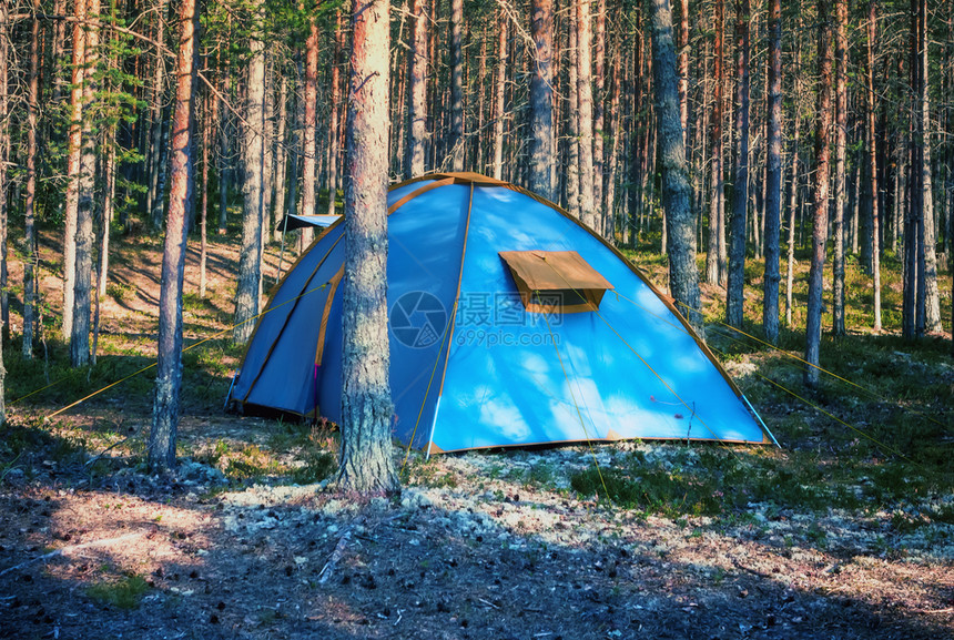 野营目的青蓝帐篷在夏夜凯里莲阳光明媚的松树林中选择焦点在夏日森林中的蓝地草图片