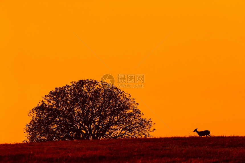 景观草原在泰国PhuKhieo野生动物保护区背景的黄昏阴阳天山丘上行走的霍格鹿HogDeer运动图片
