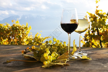 瑞士拉瓦克斯地区葡萄和的玻璃和酒鬼收成柴金图片