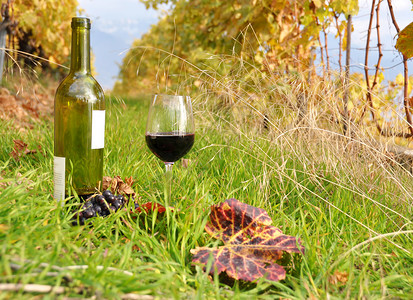 蒙特勒伊束夏天起司瑞士Lavaux地区红酒和葡萄园瑞士背景