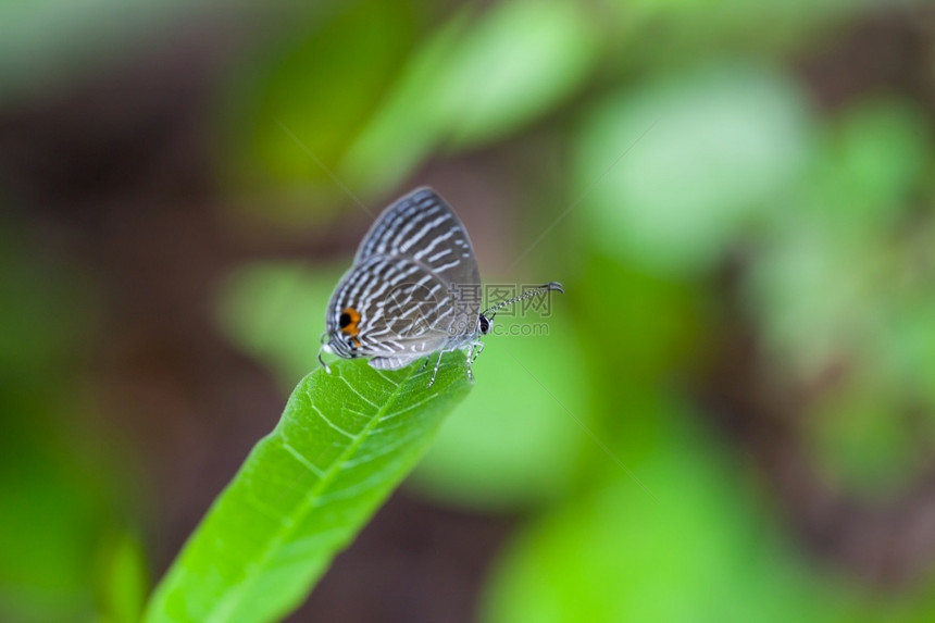 草一种线条灰斑蝴蝶在绿叶上穿刺泰国灰斑蝴蝶在绿叶上穿刺图片