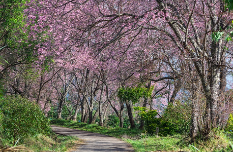 日本春王清迈泰国樱花盛开的全美丽樱花朵华全盛开的美樱花新鲜园图片