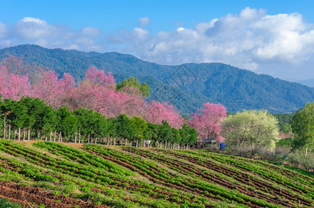 王丽坤新鲜的春王清迈泰国樱花盛开的全美丽樱花朵华全盛开的美樱花季节背景