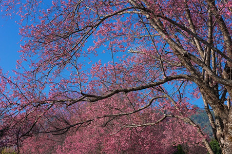 日本人叶子春王清迈泰国樱花盛开的全美丽樱花朵华全盛开的美樱花北图片
