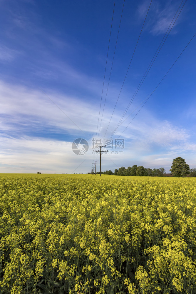天空田地覆盖的面积包括早晨种子田地上的电线自然美丽图片