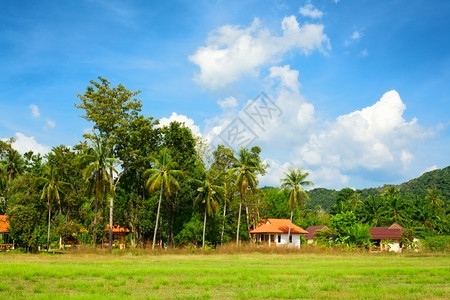 照片财产安达曼泰国克拉比棕榈和房屋传统绿色景观泰国克拉比图片