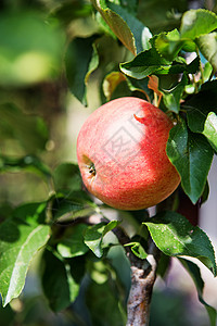 生长物在果园中的苹树枝上种植的甜苹果水绿色生活概念有机食品组织新鲜的背景图片