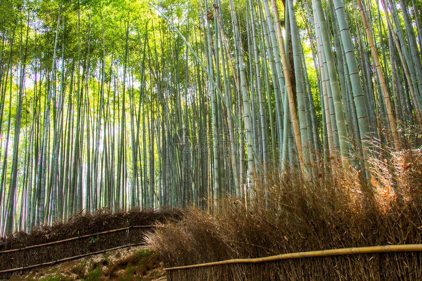 颜色禅场景日本京都以阳光为背景的青山竹林图片