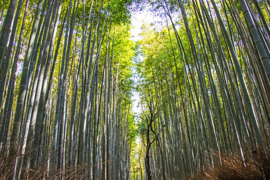 植物日本京都以阳光为背景的青山竹林绿色亚洲人图片