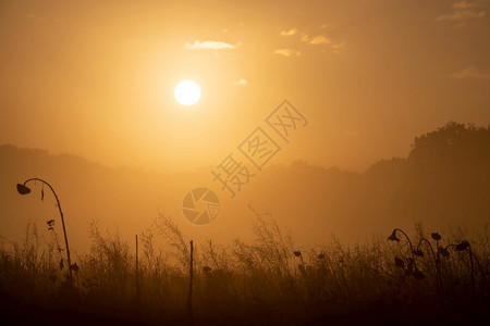 结尾黎明太阳落下向日葵和花朵消退套图片