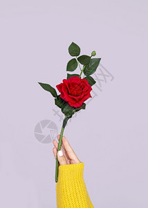 花瓣高清晰度的光手高优美玫瑰品质相片红色解析度图片