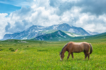 哺乳动物农场在俄罗斯阿尔泰山区谷放牧的马匹乡村高清图片