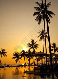 环棕榈树海滩旅游娱乐日出时棕榈林环影背景