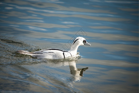 合并海SmewMergellusalbellus在湖中游泳鸟图片