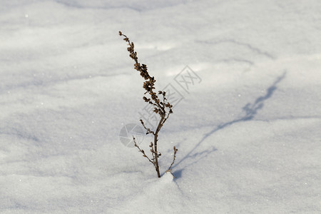 冬季雪露出的干燥植物在最后一场雪降寒冷的天气下粘着冰冷质地图片