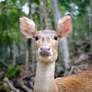 猎人护理泰国露天动物园的鹿头太阳清晨茸图片