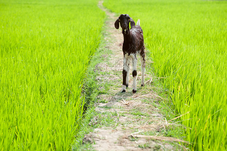 栽培哺乳动物农业印度南部泰米尔纳德邦在稻田里玩的农牧动物婴儿山羊图片