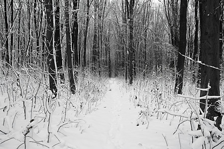 在下面旅行冬天森林自然季圣诞节新年背景林地下雪积图片