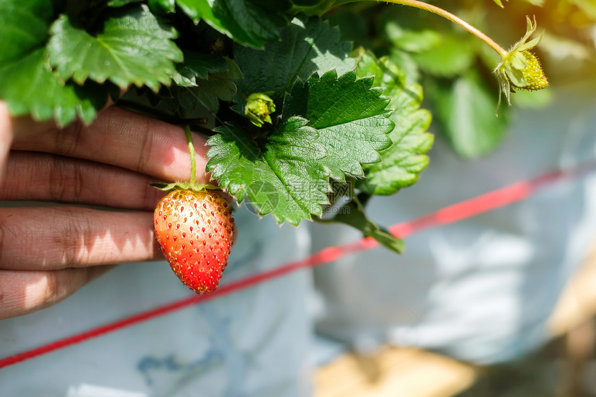 营养树上新鲜草莓红开普和绿色收获农业种植园概念等春天品尝图片