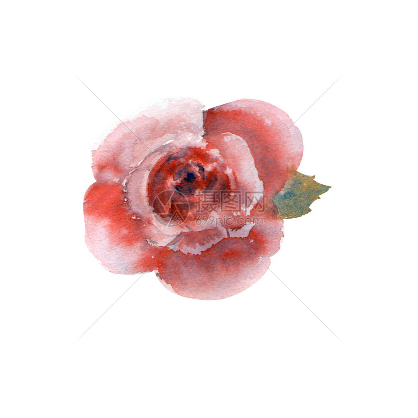 现代的粉红玫瑰花白孤立背景的绿叶水彩色插图婚礼时髦的图片