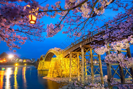山口木头夜晚日本金泰国大桥樱花满溢图片