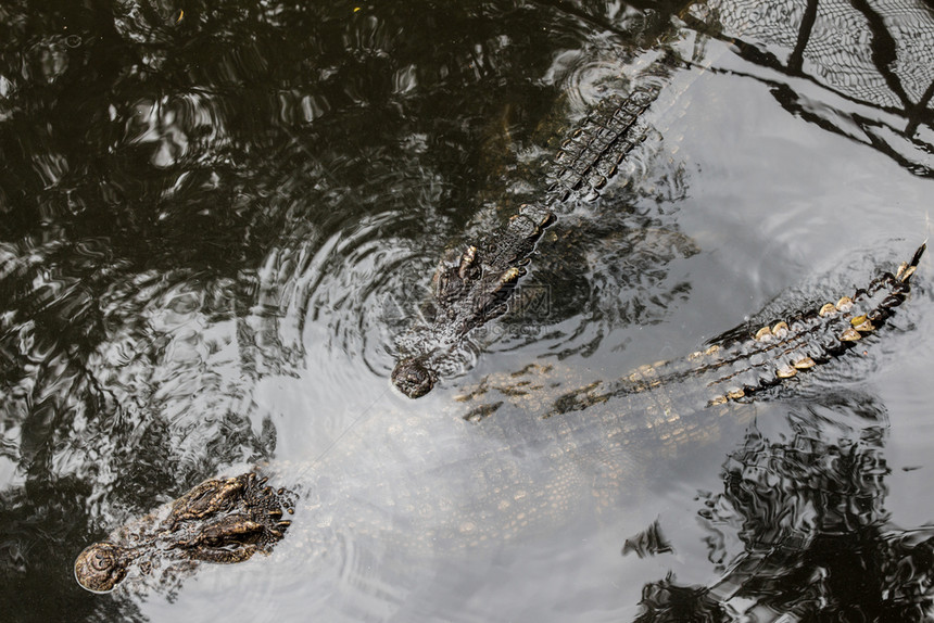 动物猎人捕捉鳄鱼在水中冒着危险漂浮强大凶猛的图片