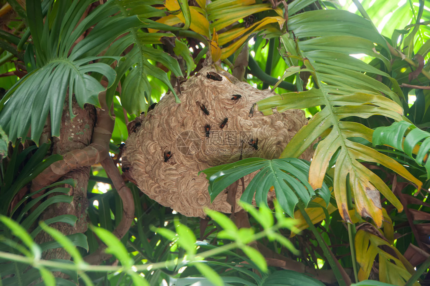 夹克飞行挂起大黄蜂巢在树枝上图片