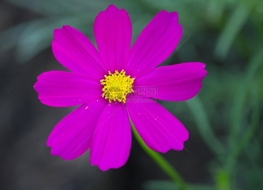 芽户外丰富多彩的宇宙花图片