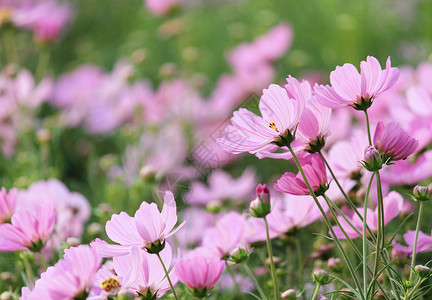 夏天季节粉色花朵图片