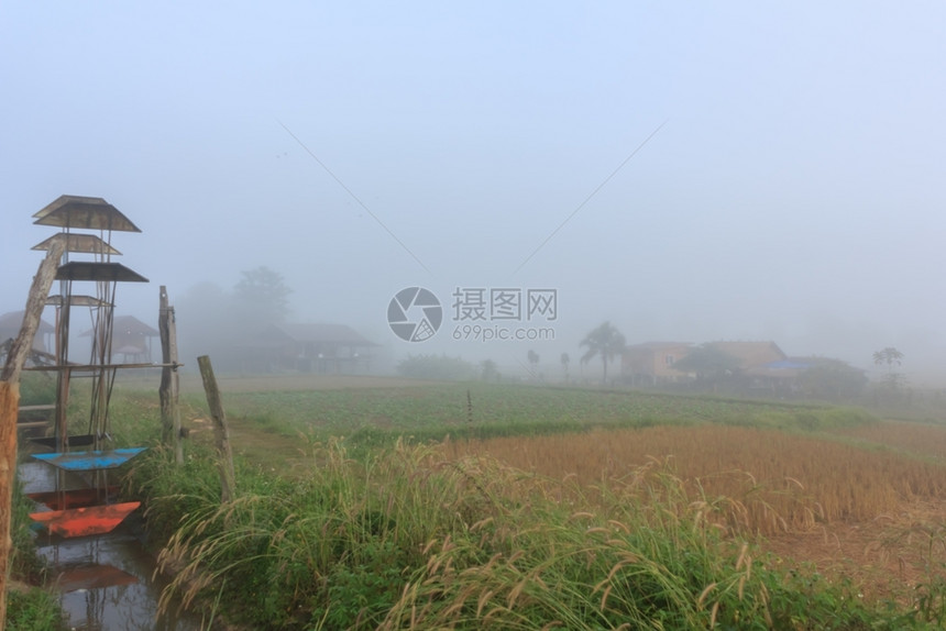 泰冬季的稻田面积薄雾天空图片