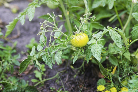 树枝上挂着黄的西红柿薄茄怎么熟栽培的农业场图片