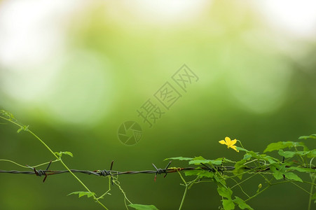 清爽廷多拉植物在有刺铁丝网栅栏上滚动的黄色长春花绿园在背景中模糊不清关注黄花背景图片