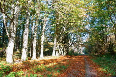 黑暗的旅行树干秋天山毛榉林路边的黄叶树秋天山毛榉林图片