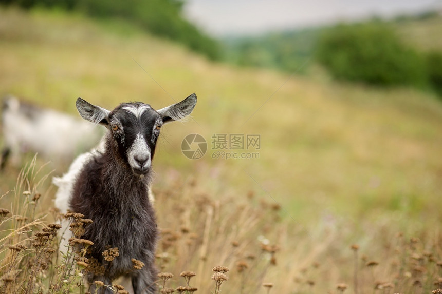 喇叭身体草地上一只白山羊的肖像特写模糊背景美丽的图片