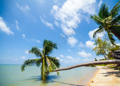 气候海洋维尔京群岛热带海滩上的棕榈树热带海滩上的棕榈树加勒比海图片