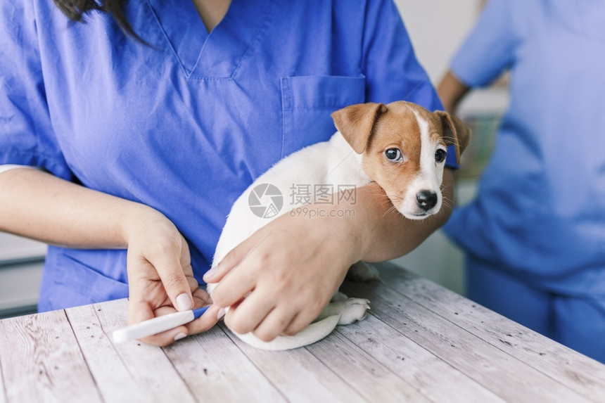 在诊所接受治疗的小狗图片