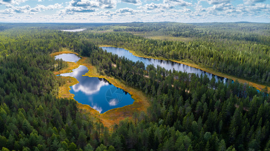 云树沼泽俄罗斯卡雷利亚地区森林和湖泊的空中观察俄罗斯图片