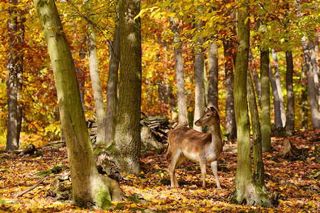 秋天鹿森林里的鹿背景