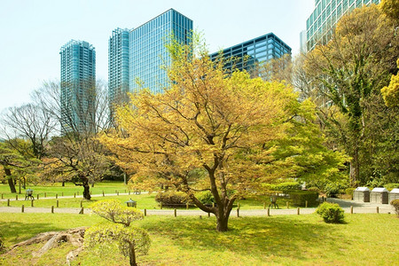 股票草Hamarikyu也滨离宫花园和汐留地区现代摩天大楼中央区东京关地区本州日哈马图片