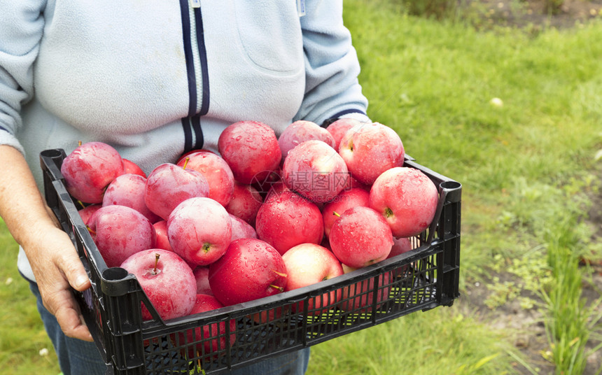甜的季节叶子农民在花园里聚集了红成熟苹果的丰收在一块塑料篮子中的红成熟苹果农民们正在收获着红成熟苹果的丰收图片