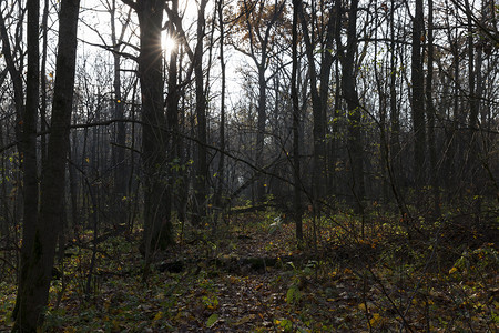 射线阴沉树木秋季无叶的枯生长秋季无叶林落之后的景观图片