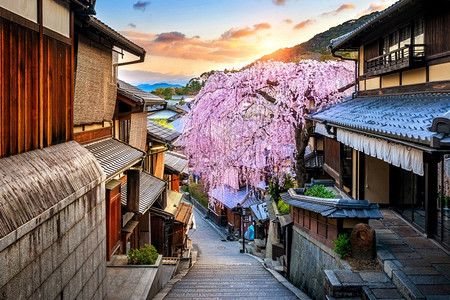 人生只若如初见季节在日本京都历史悠久的东山县春季樱花开旅行树木背景