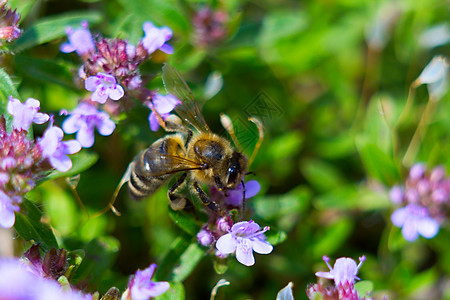 丰富多彩的夏天保持蜜蜂坐在紫色百里香花上图片