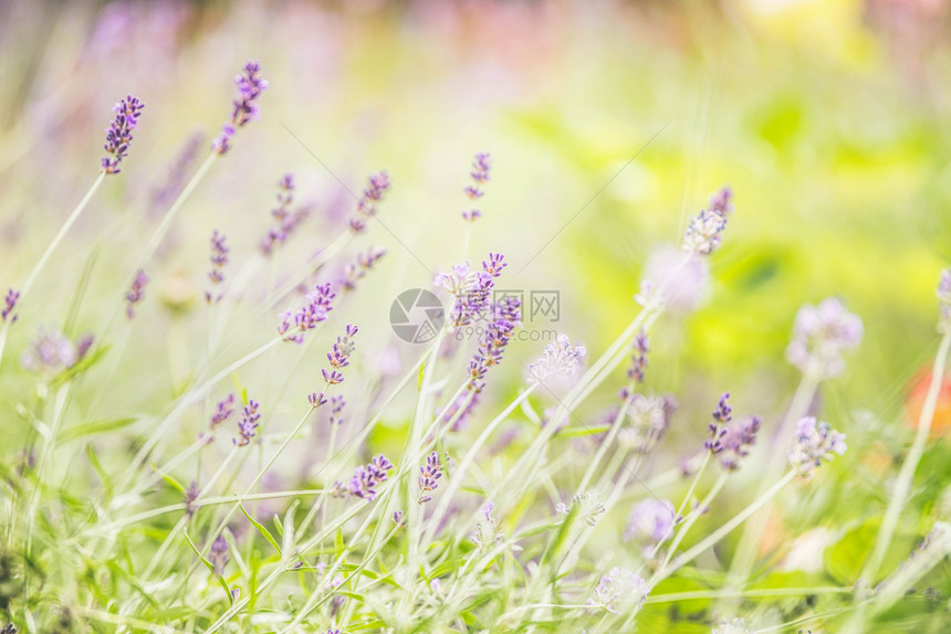 城市公园中美丽的熏衣草花模糊bokeh场地背景蓝色的农业花园图片